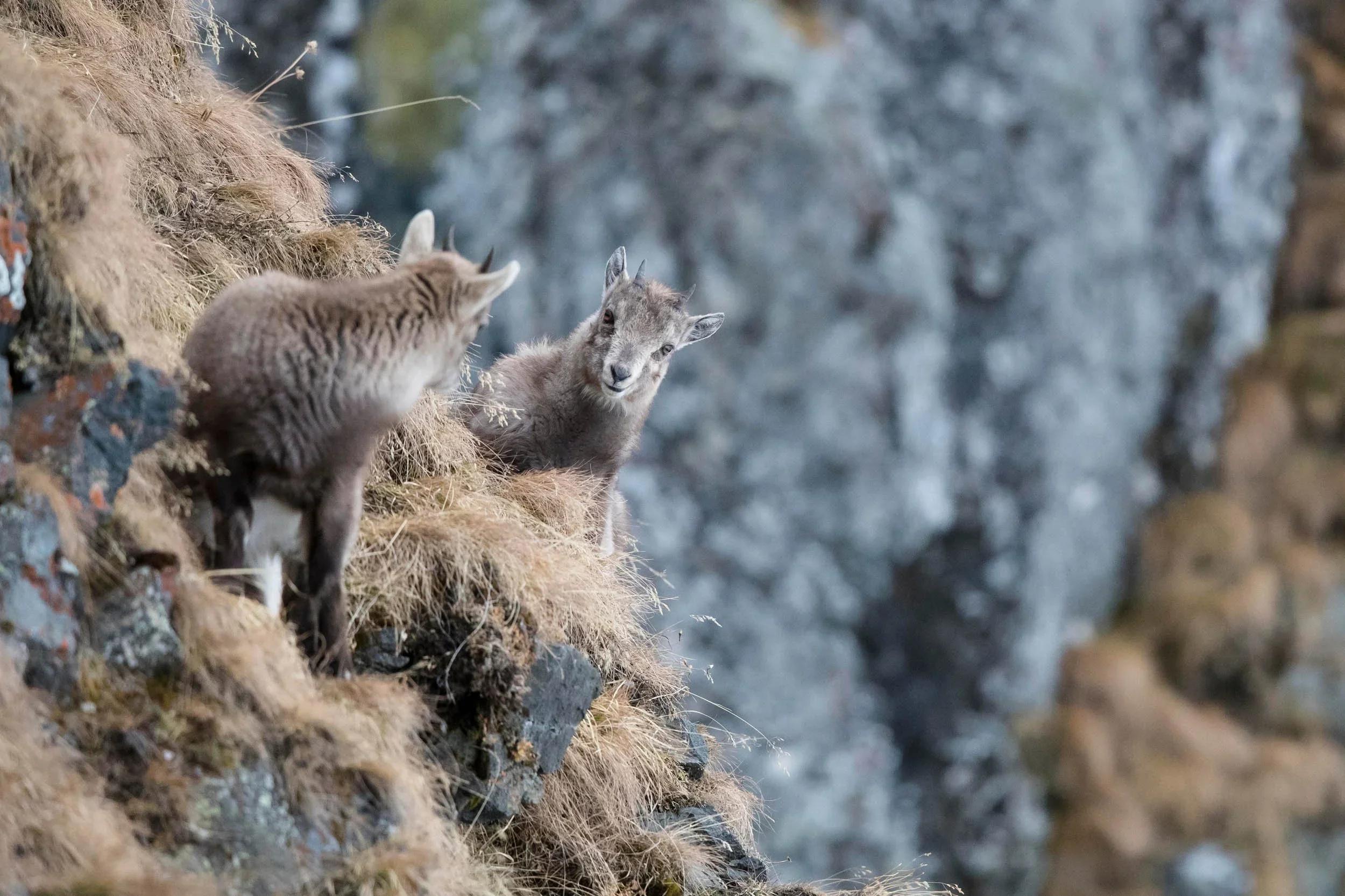 Young Bezoar ibex in the Caucasus