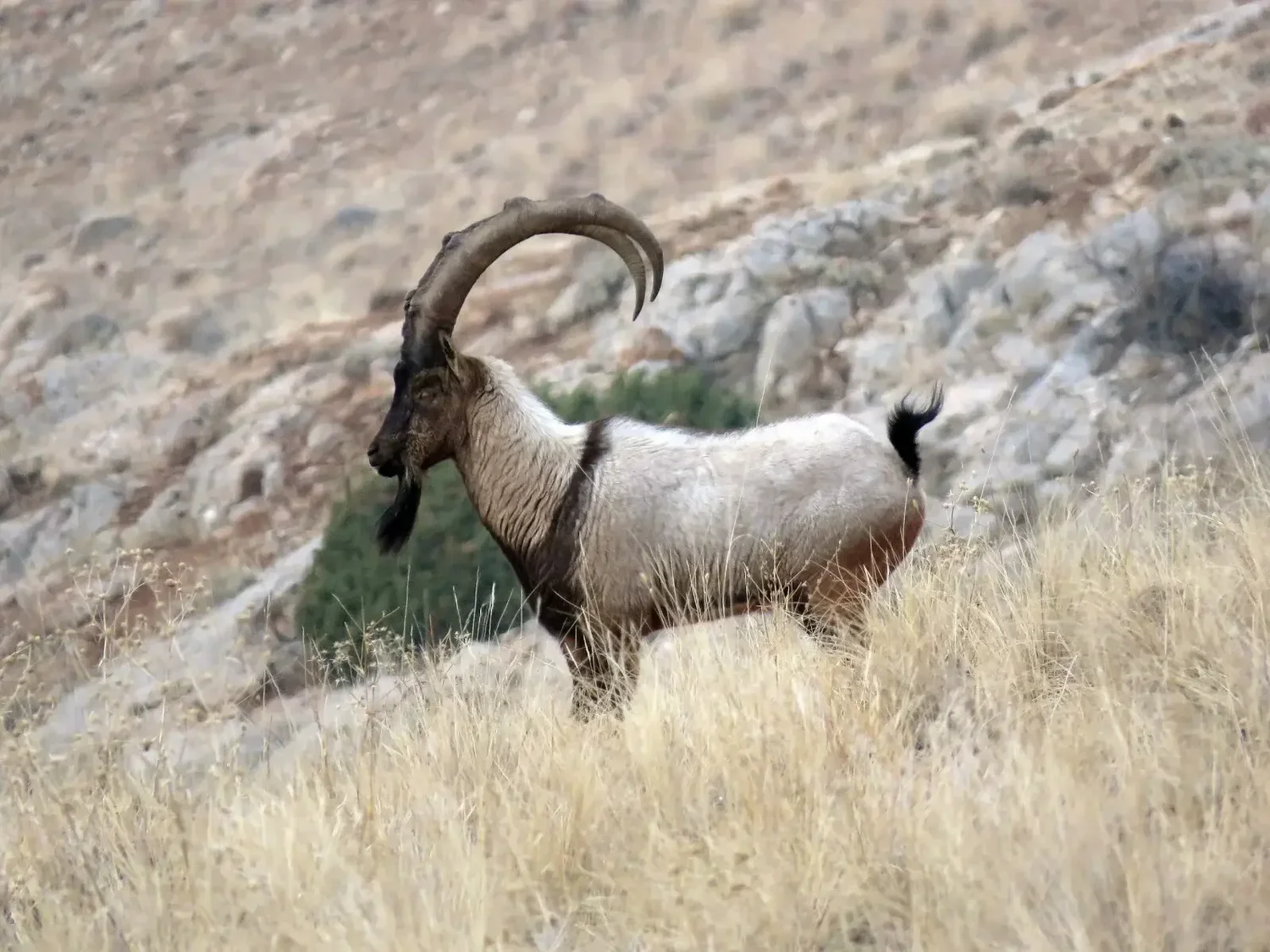 Young Bezoar ibex on a ledge