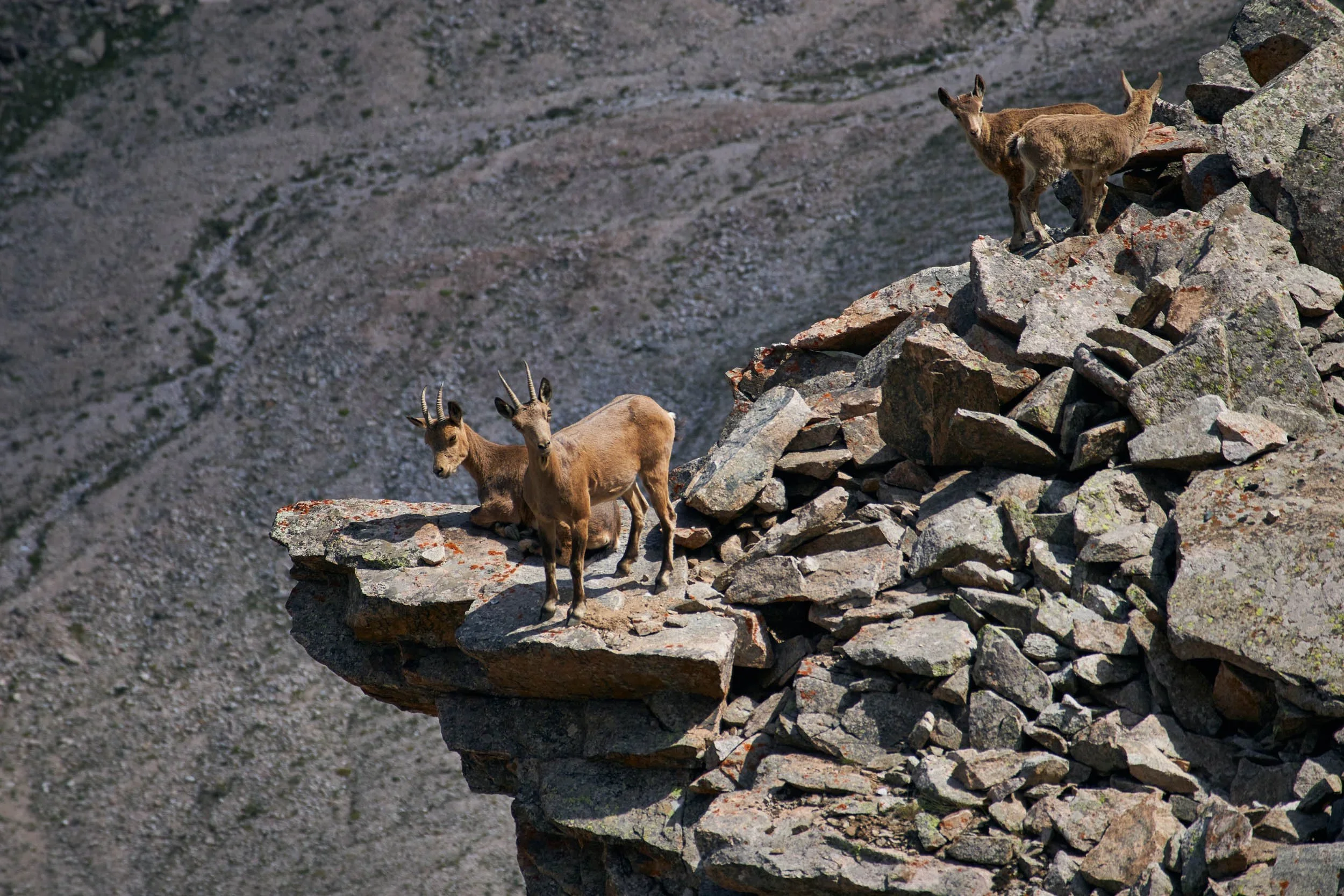 Caucasian tur on rocky terrain