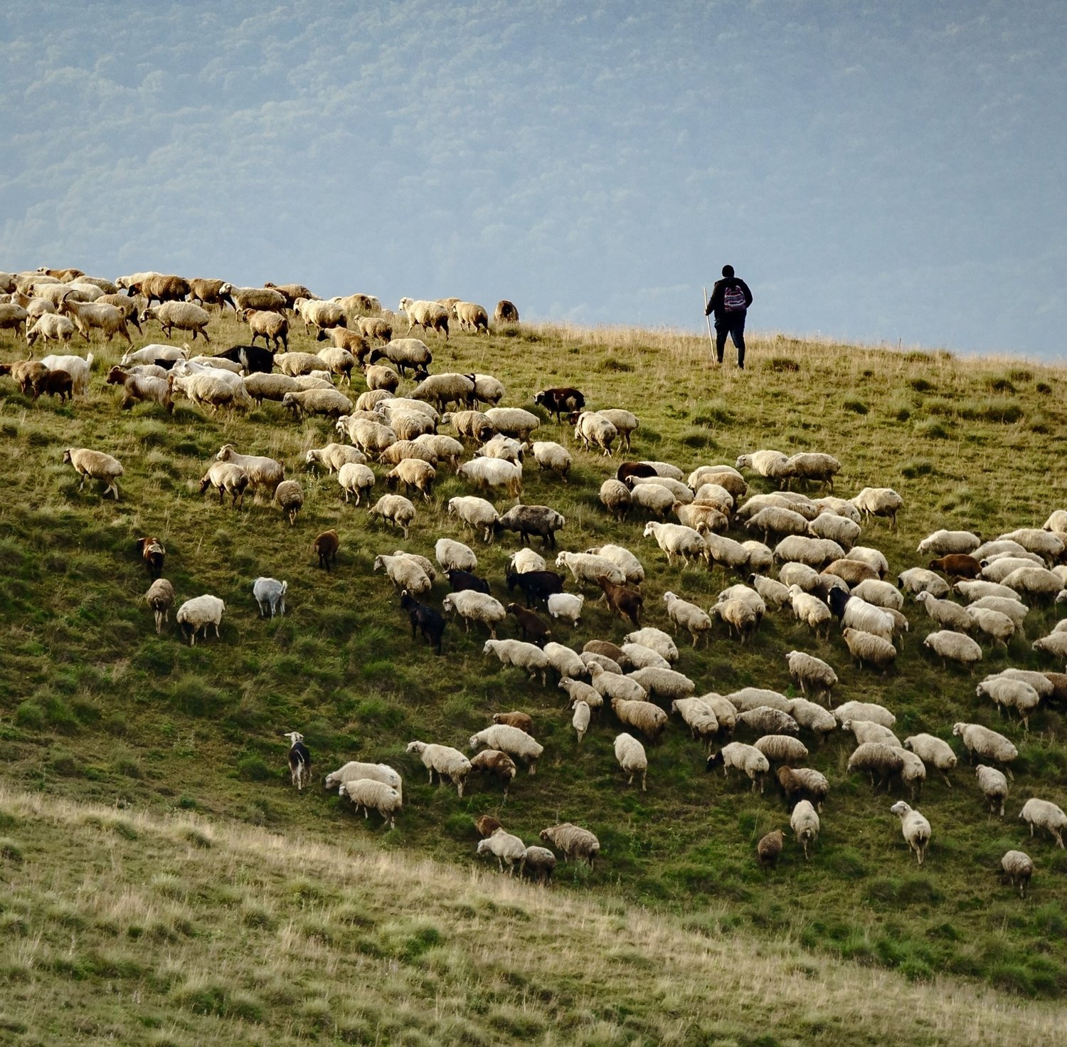 Shepherd on a hillside in the Republic of Georgia